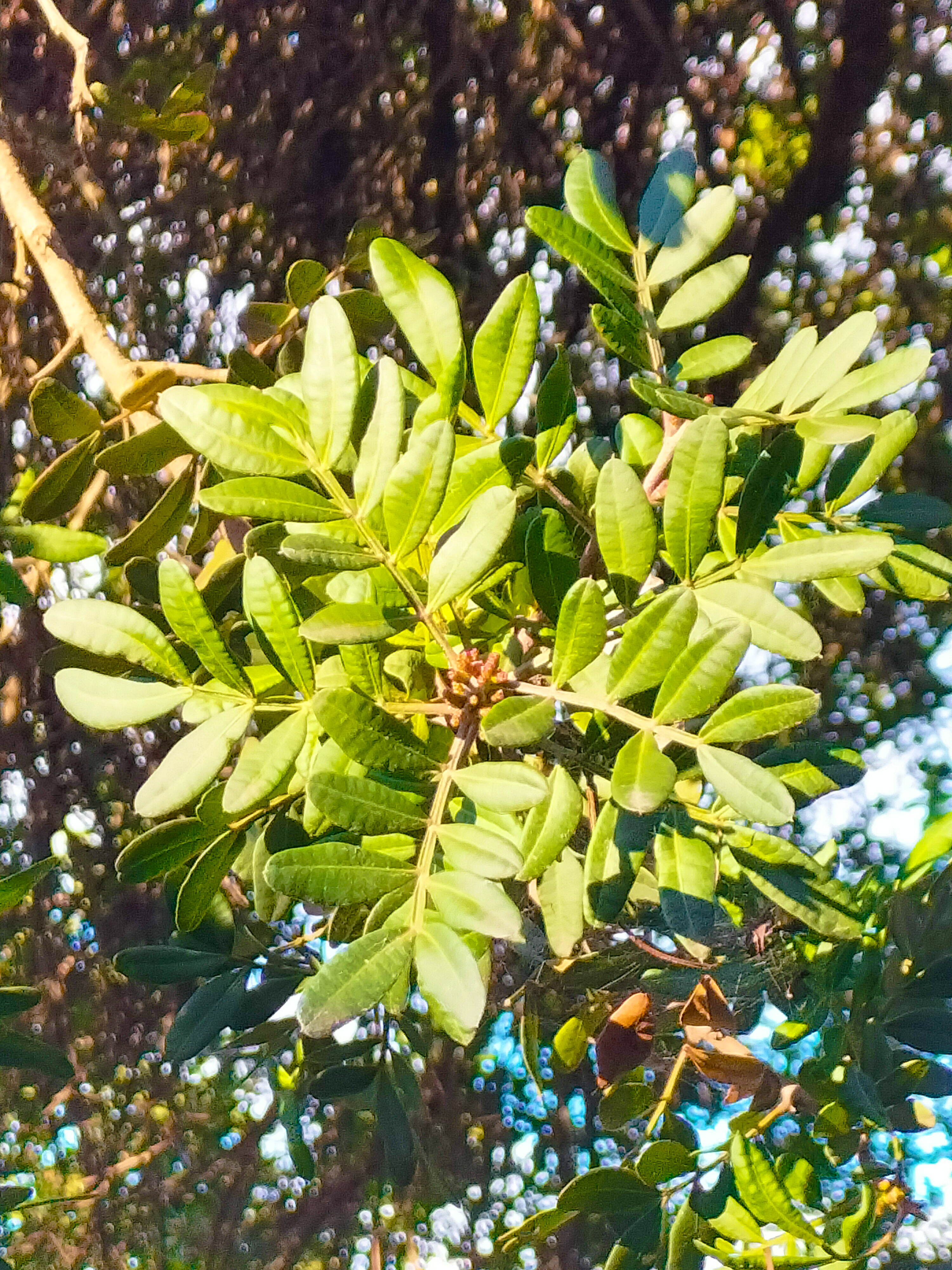 La Campiña Greenway mastic (Outstanding tree)