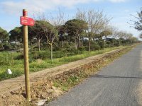 Tramo del camino con el Pinar de Peritanda al fondo
