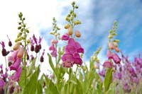 Detalle de digital (Digitalis thapsi)