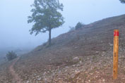 Amanecer con niebla en el Cordel de Huélamo