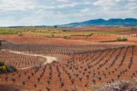 Cultivos de viñedos y la sierra del Negrete