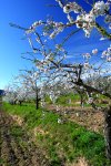 Almendros en flor