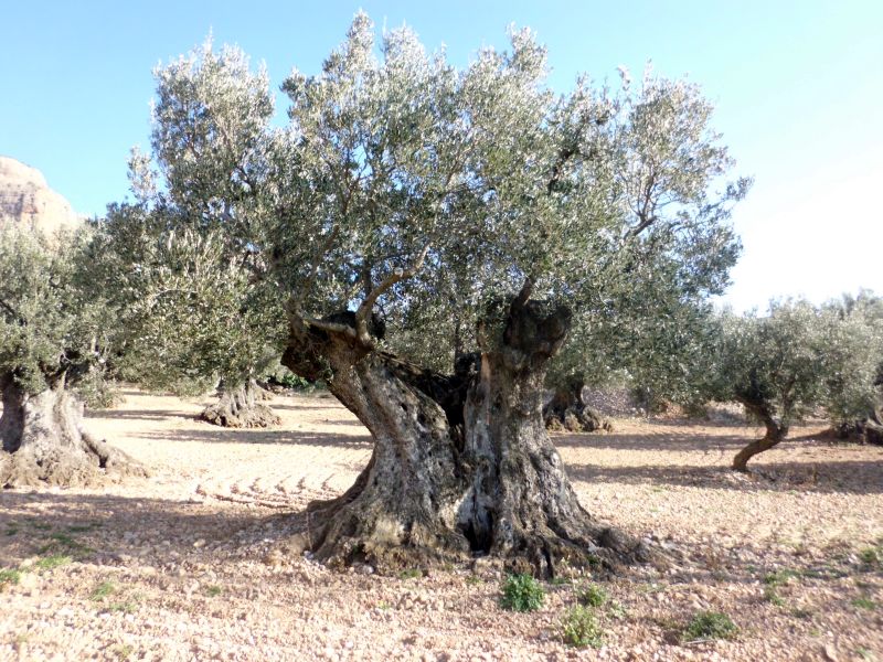 Olivar centenario de Riglos