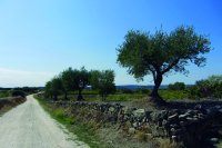 Fincas de olivos en el paraje del Álamo Blanco