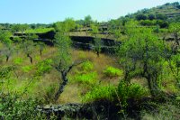 Finca de almendros