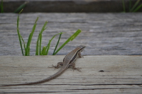 Lagartija roquera (Podarcis muralis)