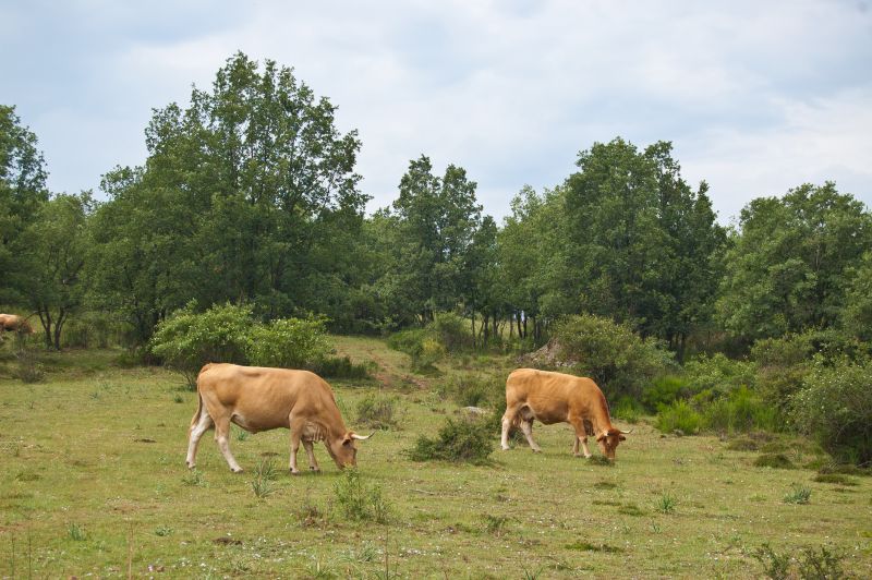 Dehesa de Golmayo