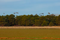 Bandada de grullas (Grus grus) en la laguna de la Herrada