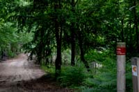 El Camino se interna en un bosque al poco de empezar