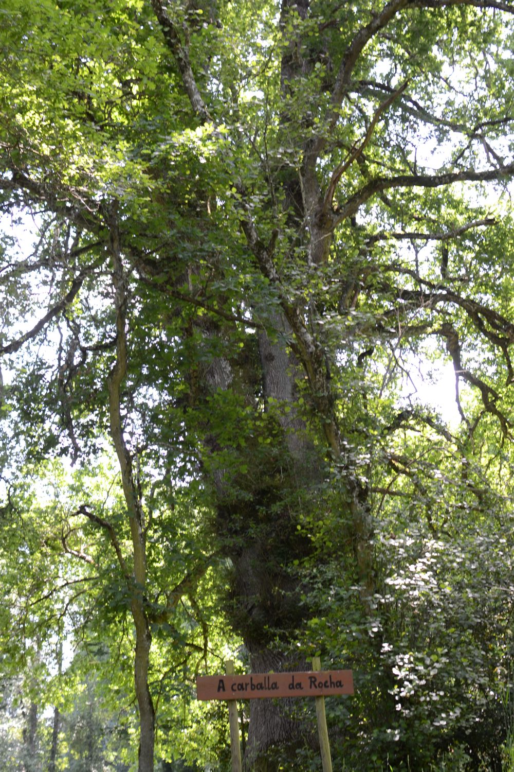 Monumento Natural Carballa da Rocha