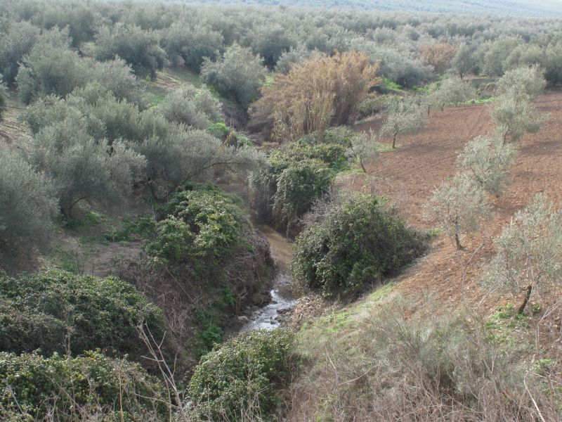 Arroyo de Moriles