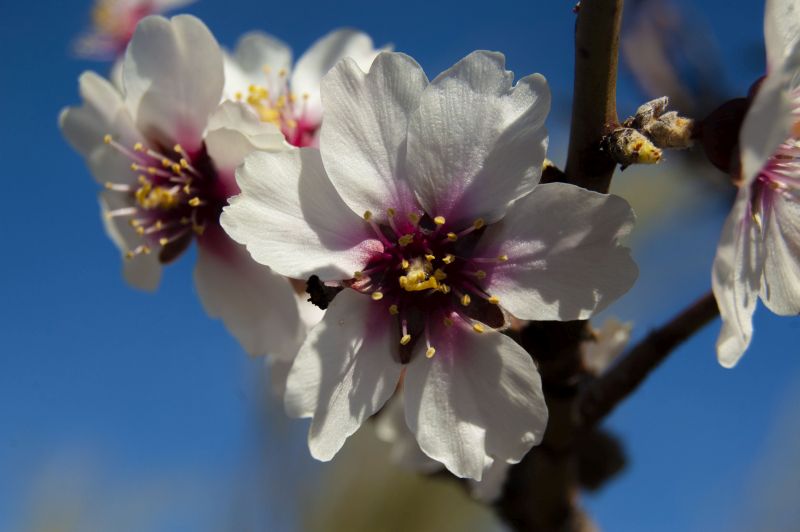 Almendros